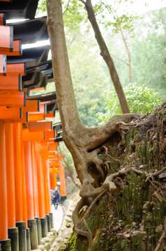 Life finds a way at Fushimi Inari-taisha Shrine. (Kyoto)