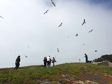 When seagulls attack. (San Francisco)
